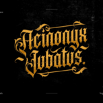 Acinonyx Jubatus Font - Featured Image