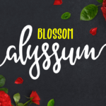 Alyssum Blossom Font - Featured Image