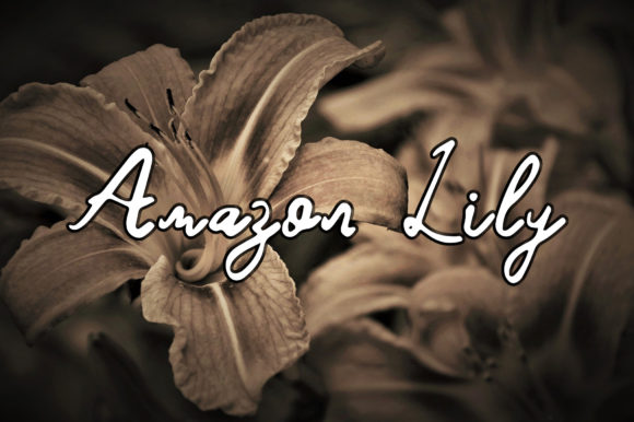 Amazon Lily Font - Featured Image