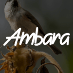 Ambara Font - Featured Image