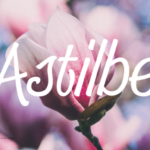 Astilbe Font - Featured Image
