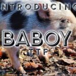 Baboy Font - Featured Image