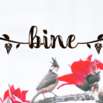 Bine Font - Featured Image