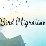 Bird Migration Font - Featured Image