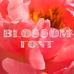 Blossom Font - Featured Image