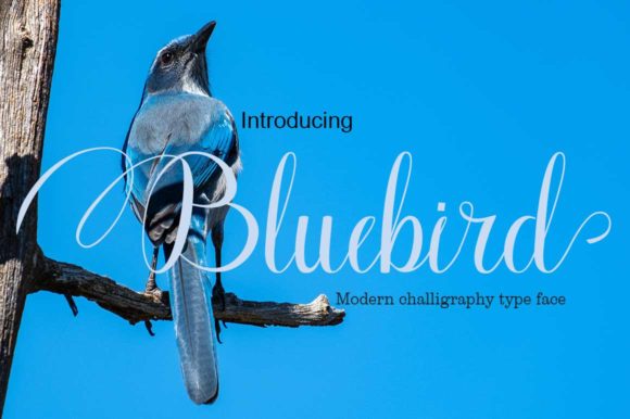 Bluebird Font - Featured Image