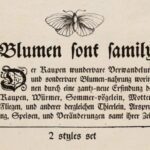 Blumen Font - Featured Image