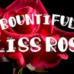 Bountiful Bliss Rose Font - Featured Image