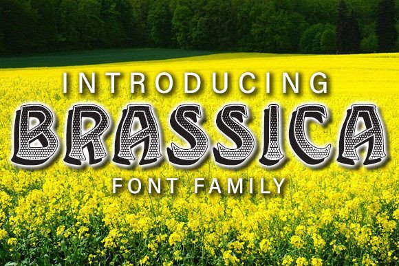 Brassica Font - Featured Image