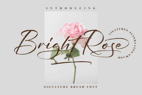 Bright Rose Font - Featured Image