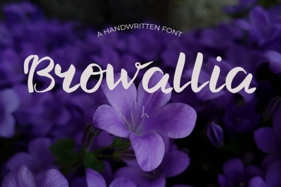 Browallia Font - Featured Image
