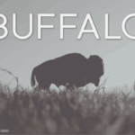 Buffalo Font - Featured Image