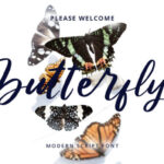 Butterfly Font - Featured Image
