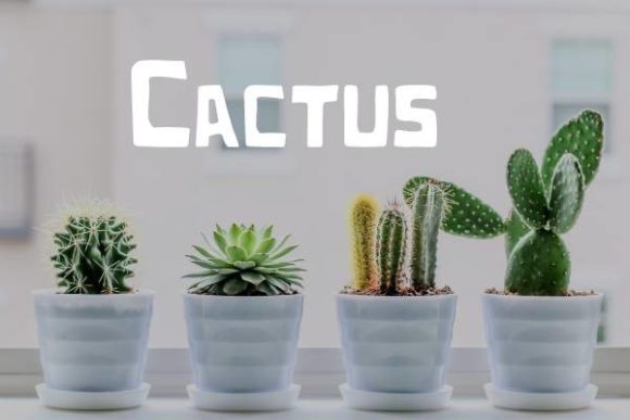 Cactus Font Font - Featured Image