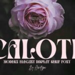 Calote Font - Featured Image