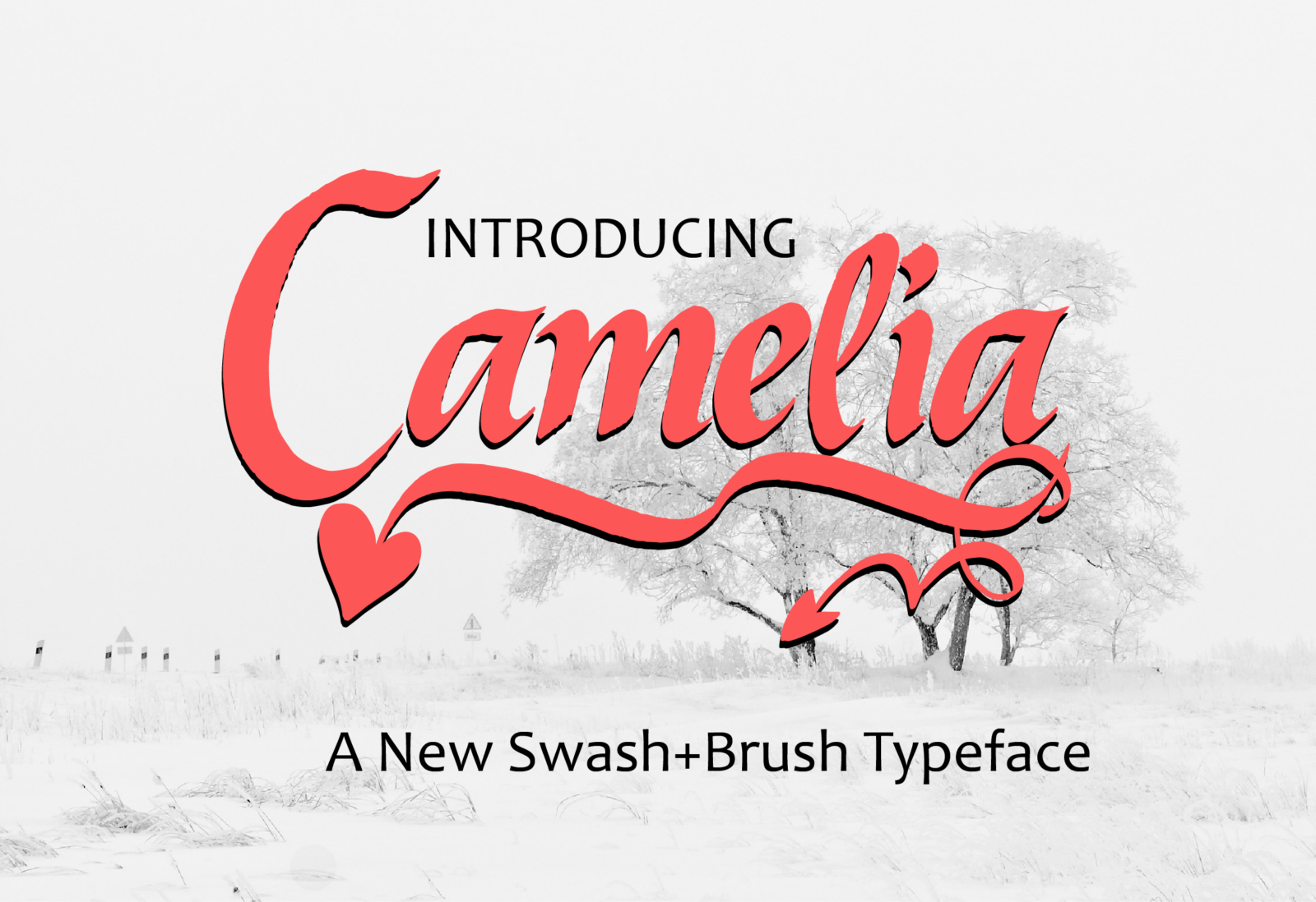 Camelia Font - Featured Image