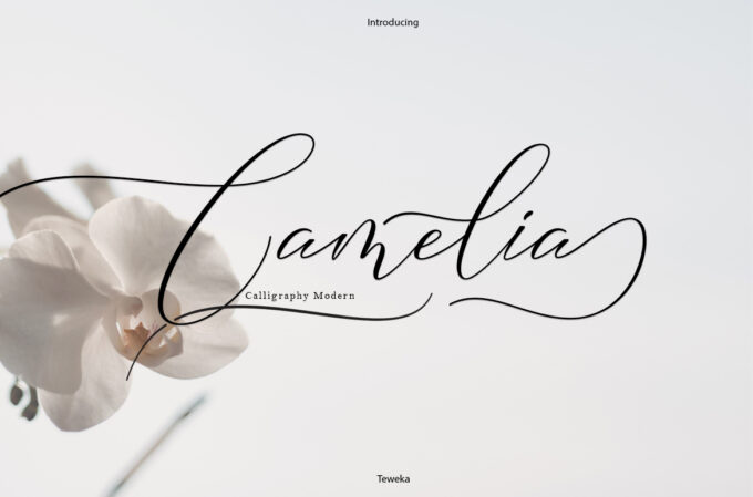 Camelia Font - Featured Image