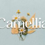 Camellia Font - Featured Image