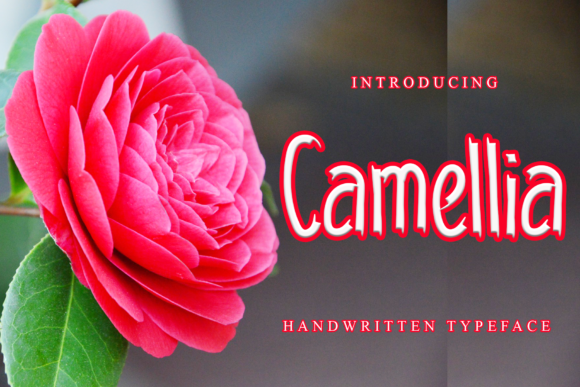 Camellia Font - Featured Image