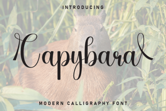 Capybara Font - Featured Image