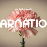 Carnation Font - Featured Image