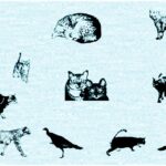 Cat E Poultry Font - Featured Image